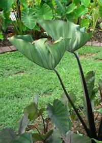 Colocasia 'Bikini-tini'